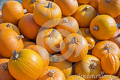 Orange pumpkins pile. Fall harvest. Thanksgiving day concept Stock Photo