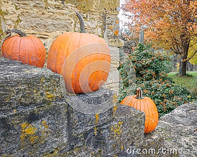 Orange Pumpkins on Stone Stairway with Orange Fall Tree Stock Photo