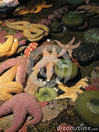 Orange and purple starfish and sea anemones Stock Photo
