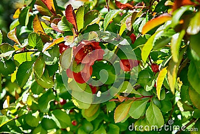 Orange Quince flower among green leaves in natural habitat for spring Stock Photo