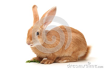 Orange rabbit Stock Photo