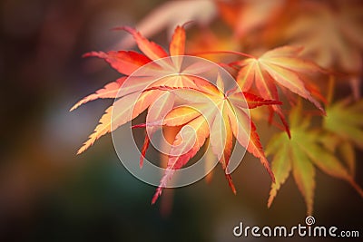 Orange red autumn Japanese Maple tree laves on dark blurred background Stock Photo