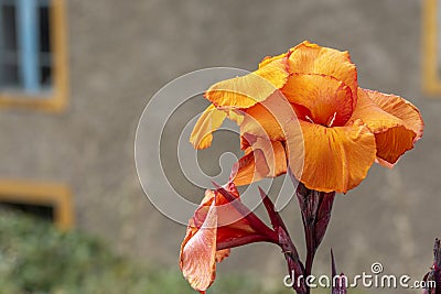 Orange-red flower Canna indica or crab flower Stock Photo