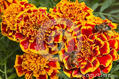 Orange and red French marigold Stock Photo