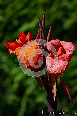 Orange red iris are floral beauty at Butchart Gardens Stock Photo