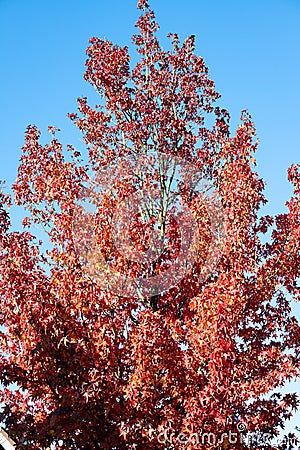 Soft maple tree in autumn. Colorful autumn coloring of the leaves of aof swamp maple - Acer rubum Stock Photo