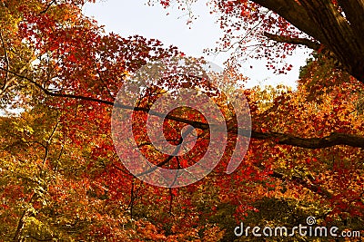 Orange and red leaves in a tree during autumn in Shinjuku Gyoen National Garden, Tokyo, Japan Stock Photo