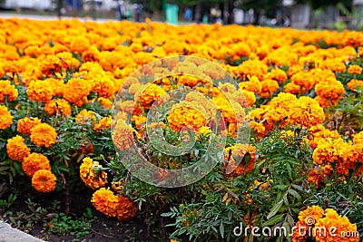 Orange and red marigolds grow in summer floral ornamental garden, selective focus. Tagetes flowers on flowerbed. Colorful flowers Stock Photo