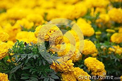 Orange and red marigolds grow in summer floral ornamental garden, selective focus. Tagetes flowers on flowerbed. Colorful flowers Stock Photo