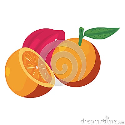 orange red onion fresh food Cartoon Illustration