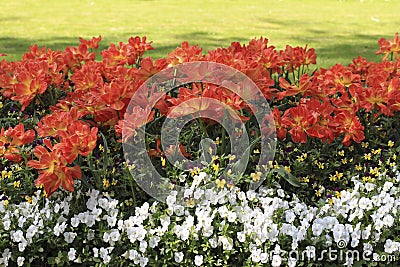 Orange-red tulips on the flowerbed among pansies Stock Photo