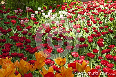 Orange, red and white tulips in a park during tulip festival in Saint Petersburg. Colorful flowers. Stock Photo
