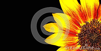 Orange, red and yellow flame sunflower macro photo with stunning intense bright colours as frame border isolated Stock Photo