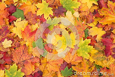 Orange, red, yellow and green maple leaves fall background Stock Photo