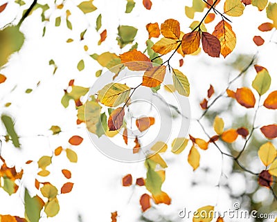 The Orange, Red, Yellow and Greens of Autumn - 13 Stock Photo