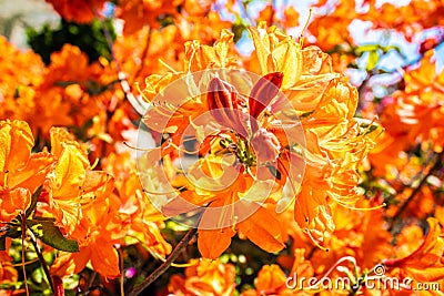 Orange Rhododendrons in Zengarden Denmark Stock Photo