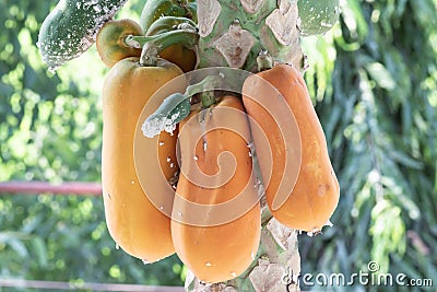Orange ripe papaya on papaya tree Stock Photo