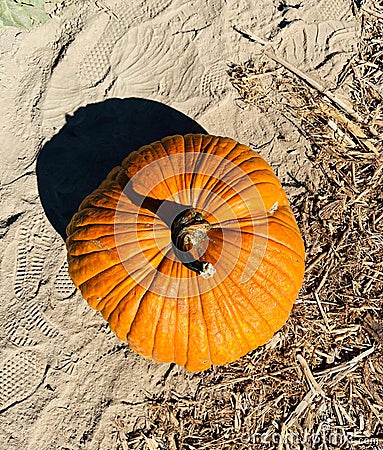 Orange, ripe pumpkin by the edge of the field, vertical, top view, Halloween Stock Photo