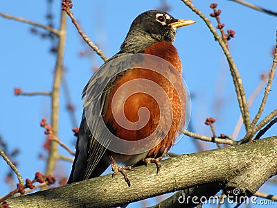 Orange Robin Perched on a Branch Stock Photo