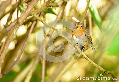 Orange Robin Perched On A Branch Stock Photo