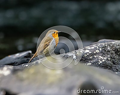 Orange robin perched upon a cluster of stones amidst a tranquil body of water Stock Photo