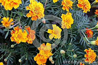 Orange romantic flower wallpaper on garden Stock Photo