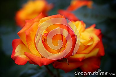 Orange romantic roses Stock Photo