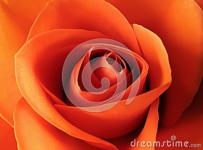 Orange rose Stock Photo