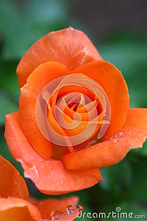 Orange Rose Stock Photo