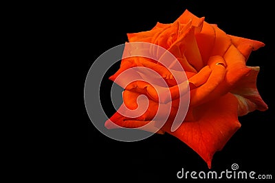 Orange Rose Stock Photo