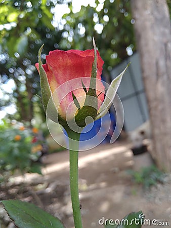 orange rose bud in the morning Stock Photo