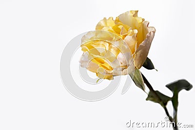 Orange rose of Candlelight close up against grey background Stock Photo