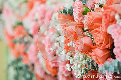 The orange rose for background. Stock Photo
