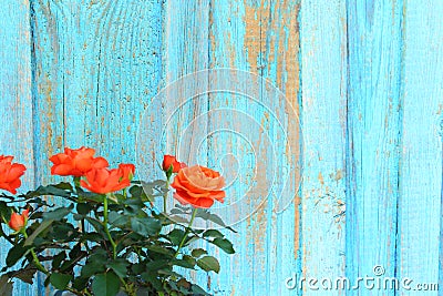 Orange rose flowers on plant with green leaves. 3/4 image blank and pale blue distressed. Stock Photo