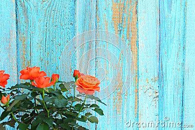 Orange rose flowers on plant with green leaves. 3/4 image blank and pale blue distressed. Stock Photo