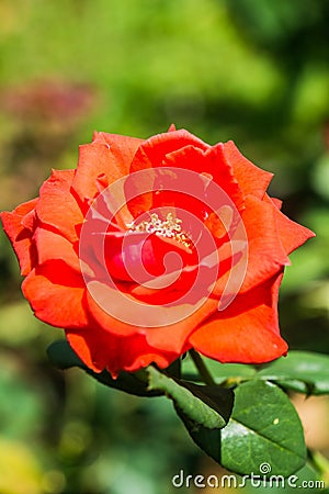 Orange rose in garden Stock Photo