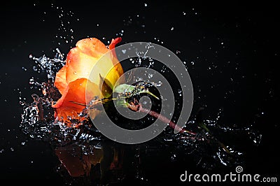 Orange rose splash Stock Photo