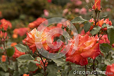 Orange roses in a spring garden Stock Photo