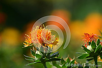 Orange safflower flower close up Stock Photo