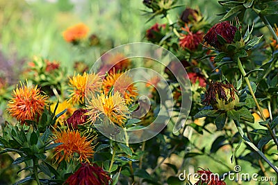 Orange safflower flowers in the field Stock Photo