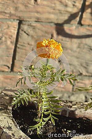 Orange saffron flower Stock Photo