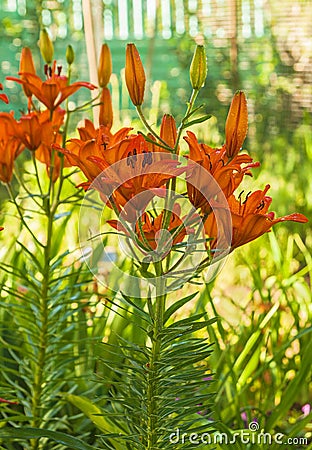 Orange saffron liliesLilium dahuricum; Lilium pensylvanicum Stock Photo