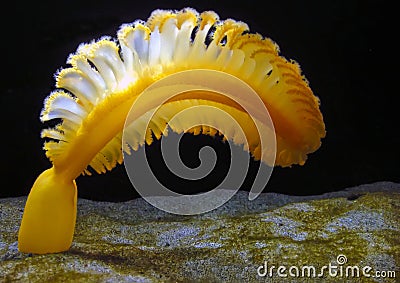 Orange Sea Pen (Ptilosarcus gurneyi) Stock Photo