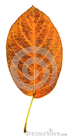 Orange Serviceberry Leaf Stock Photo