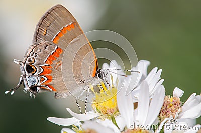 Orange and Silver Butterfly on a White Flower Stock Photo