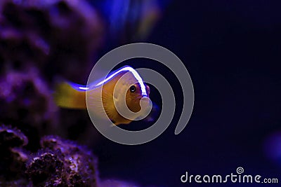 Orange Skunk Clownfish - Amphiprion sandaracinos Stock Photo