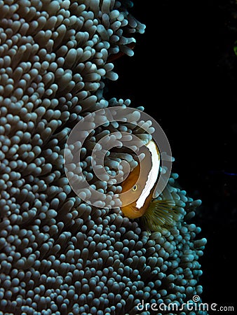 Orange skunk clownfish, Amphiprion sandaracinos. Bangka, Indonesia Stock Photo