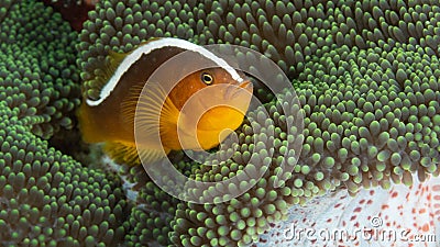 Orange skunk clownfish, Amphiprion sandaracinos. Bangka. Scuba diving in North Sulawesi, Indonesia Stock Photo