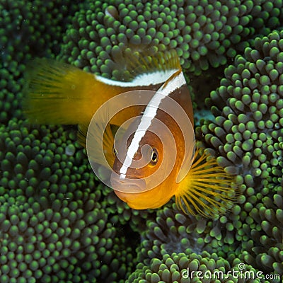 Orange skunk clownfish, Amphiprion sandaracinos. Bangka. Scuba diving in North Sulawesi, Indonesia Stock Photo