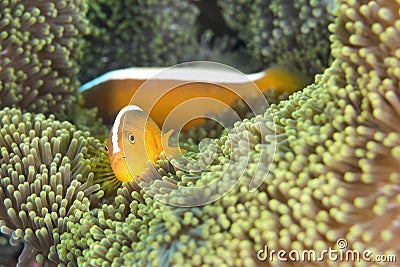 Orange Skunk Clownfish, Lembeh, North Sulawesi, Indonesia Stock Photo